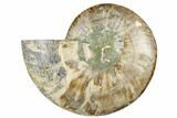 Cut & Polished Ammonite Fossil (Half) - Madagascar #187370-1